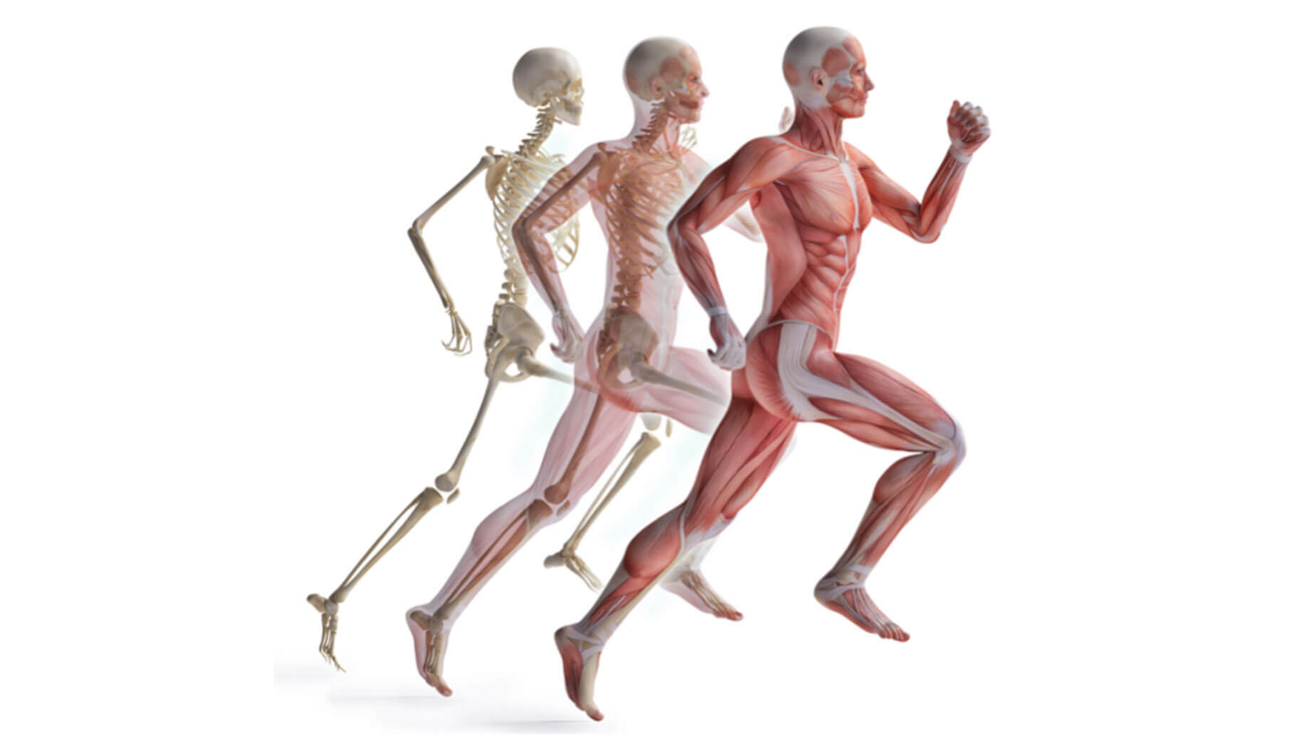 Anatomical Body Running